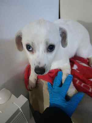 Eva, eine kleine Hundeseele auf dem Weg ins Vertrauen, Mischling - Hündin