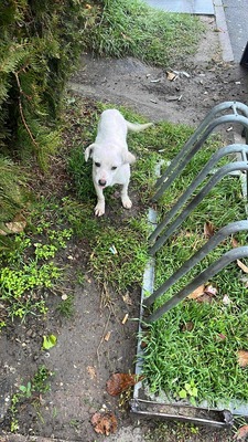 Eva – eine kleine Seele auf dem Weg ins Vertrauen, Mischling - Hündin