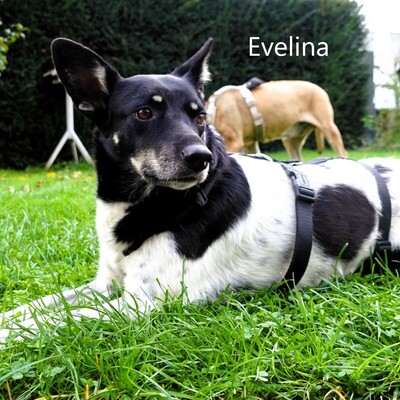 Evelina, geb. 2017 sucht liebevolles Zuhause, Mischling - Hündin