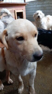 Evelina versteht die Welt nicht mehr 💔, Labrador - Mischling - Hündin