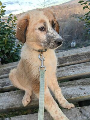 Everest sucht tolles Zuhause, Mischling groß Welpen - Hündin