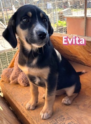 Evita, Mischling Welpen - Hündin
