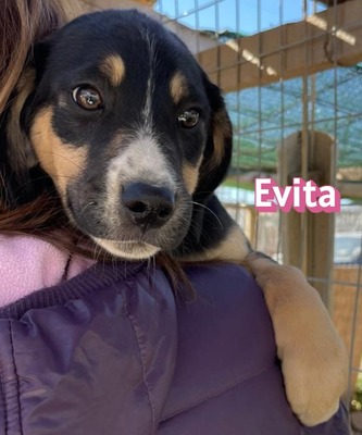 Evita, Mischling Welpen - Hündin