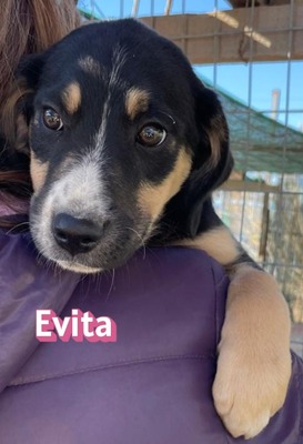 Evita, Mischling Welpen - Hündin
