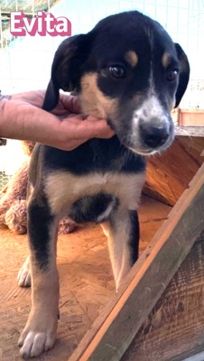Evita, Mischling Welpen - Hündin