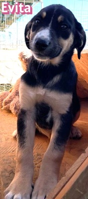 Evita, Mischling Welpen - Hündin