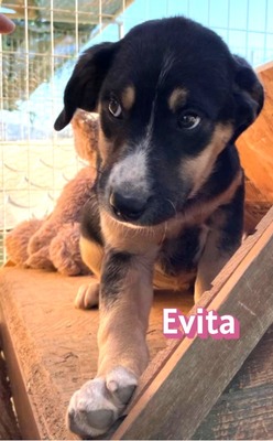 Evita, Mischling Welpen - Hündin