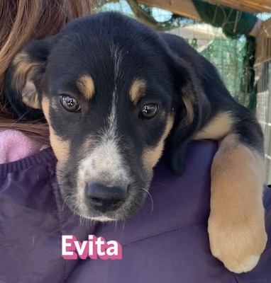 Evita, Mischling Welpen - Hündin