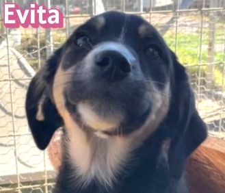 Evita, Mischling Welpen - Hündin