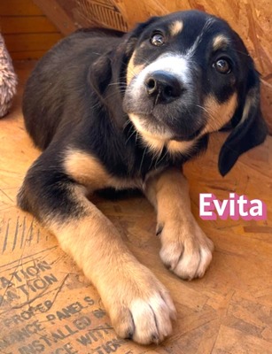 Evita, Mischling Welpen - Hündin