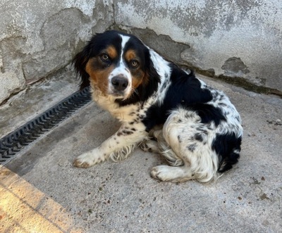 Evort (m)- lieb, Nicht Bekannt - Rüde