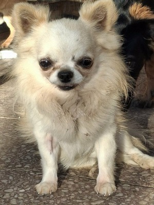 🐶Evro kleiner Chihuahua  ist mit allen verträglich🐶
