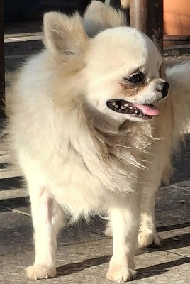 🐶Evro kleiner Chihuahua ist mit allen verträglich🐶, Chihuahua - Rüde