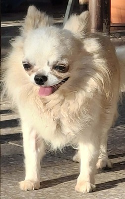 🐶Evro kleiner Chihuahua ist mit allen verträglich🐶, Chihuahua - Rüde