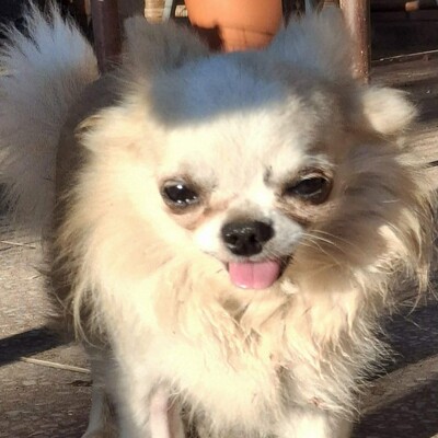 🐶Evro kleiner Chihuahua ist mit allen verträglich🐶, Chihuahua - Rüde