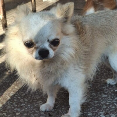 🐶Evro kleiner Chihuahua ist mit allen verträglich🐶, Chihuahua - Rüde