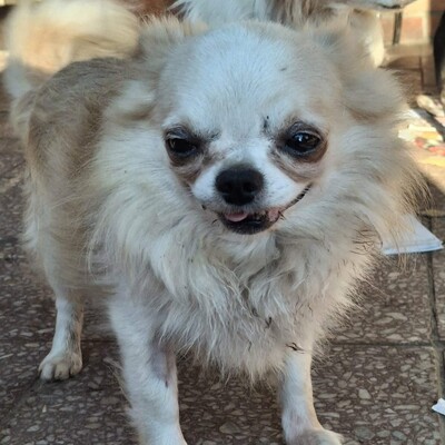 🐶Evro kleiner Chihuahua ist mit allen verträglich🐶, Chihuahua - Rüde