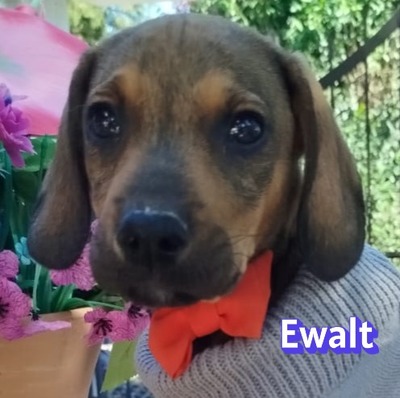 Ewalt