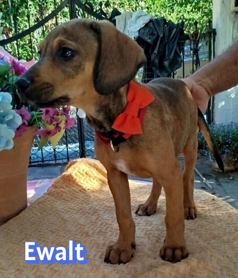 Ewalt, Bracken-Mix Welpen - Hündin
