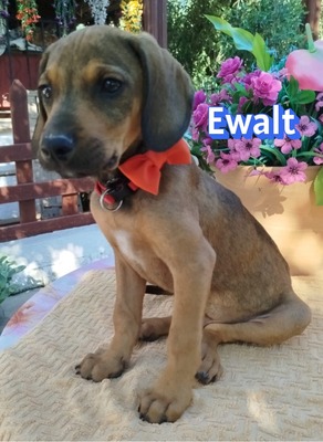 Ewalt, Bracken-Mix Welpen - Hündin