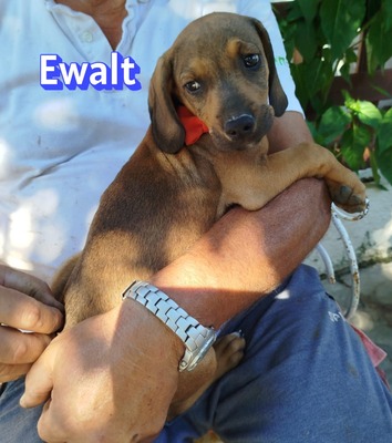 Ewalt, Bracken-Mix Welpen - Hündin