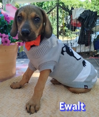Ewalt, Bracken-Mix Welpen - Hündin