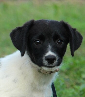 Eymen, Mischling Welpen - Rüde