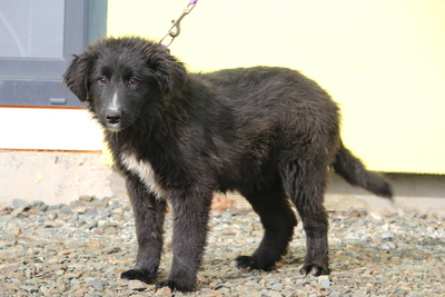 Eymina, Mischling Welpen - Hündin