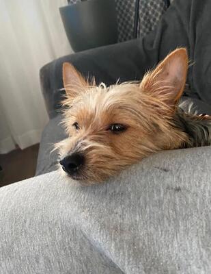 FABIAN, Yorkiemix - Rüde