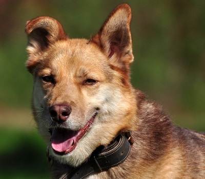 FABIO, Husky-Mischling - Rüde 1