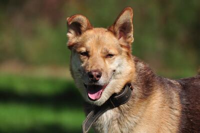 FABIO, Husky-Mischling - Rüde