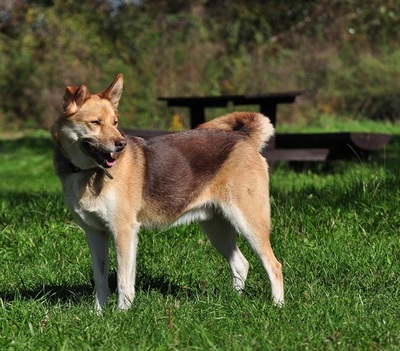 FABIO, Husky-Mischling - Rüde