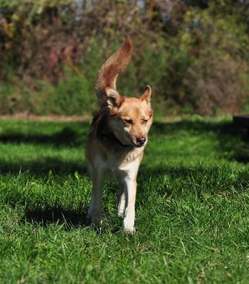 FABIO, Husky-Mischling - Rüde