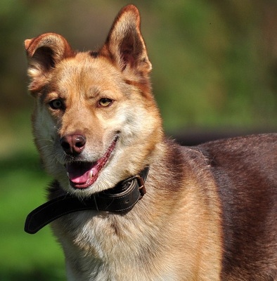 FABIO, Husky-Mischling - Rüde