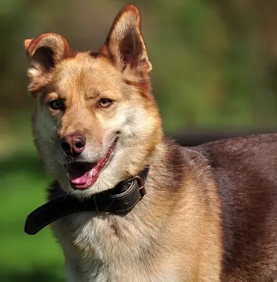 FABIO, Husky-Mischling - Rüde