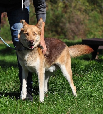 FABIO, Husky-Mischling - Rüde