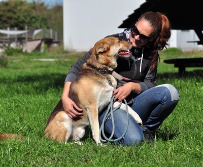 FABIO, Husky-Mischling - Rüde