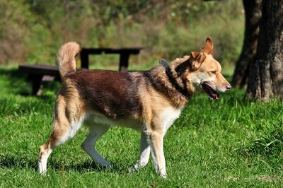 FABIO, Husky-Mischling - Rüde