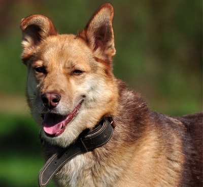 FABIO, Husky-Mischling - Rüde