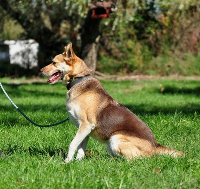 FABIO, Husky-Mischling - Rüde