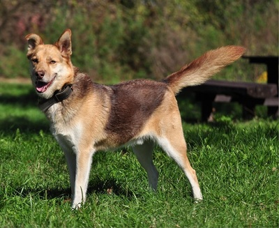 FABIO, Husky-Mischling - Rüde