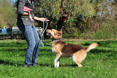 FABIO, Husky-Mischling - Rüde