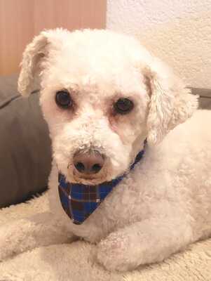 FALCO, Bichon Frise - Rüde