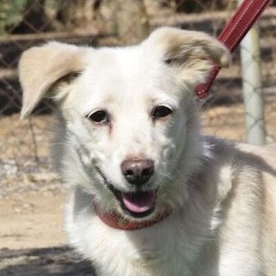 FANI - Ubeda, Mischling - kastriert - Hündin