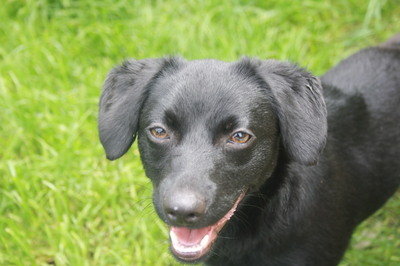 FANNY, Dackelmix - Hündin