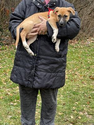 FANTA, Mischling - Hündin