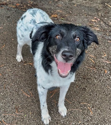 FARAH - sehr freundlich, treu, verschmust, sensibel, lebhaft, lernfreudig