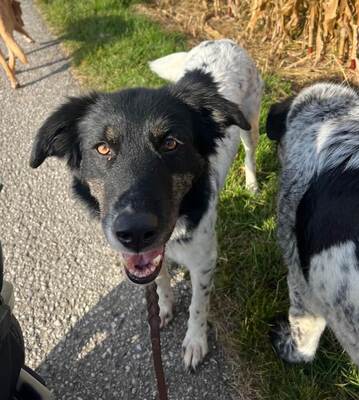 FARAH - sehr freundlich, treu, verschmust, sensibel, lebhaft, lernfreudig, Mischling (Video auf HP) - Betreuungsplatz Wien - Hündin