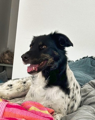 FARAH - sehr freundlich, treu, verschmust, sensibel, lebhaft, lernfreudig, Mischling (Video auf HP) - Betreuungsplatz Wien - Hündin