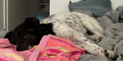 FARAH - sehr freundlich, treu, verschmust, sensibel, lebhaft, lernfreudig, Mischling (Video auf HP) - Betreuungsplatz Wien - Hündin